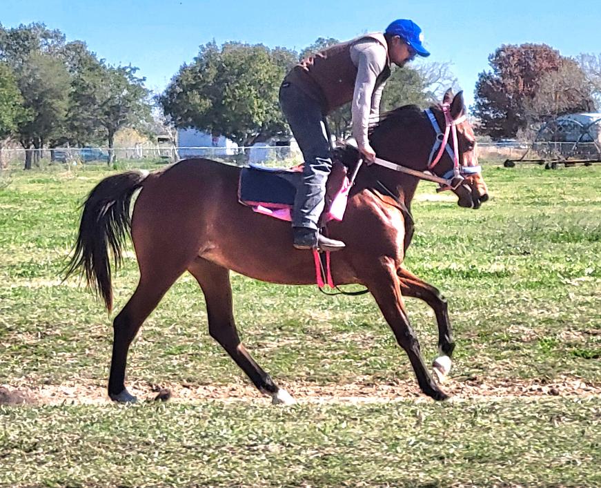 ARABIAN HORSES FOR SALE, SAN ANTONIO TEXAS AREA